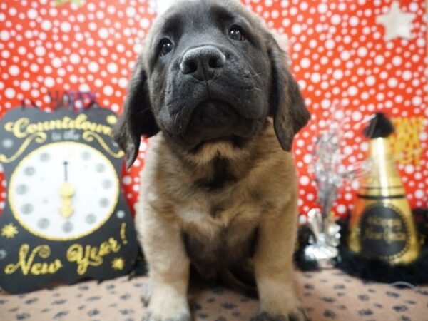 English Mastiff DOG Male 20791 Petland Racine, Wisconsin