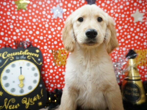 Golden Retriever DOG Male Golden 20702 Petland Racine, Wisconsin