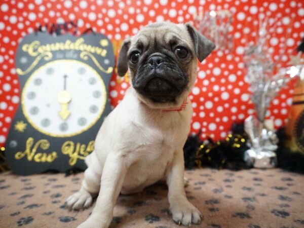 Pug DOG Female FAWN 20788 Petland Racine, Wisconsin