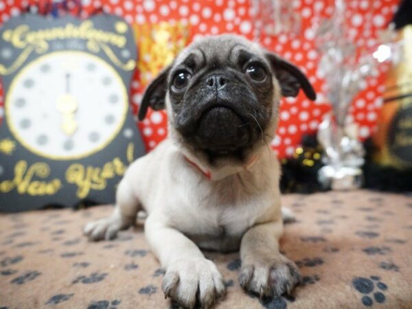 Pug DOG Male FAWN 20787 Petland Racine, Wisconsin