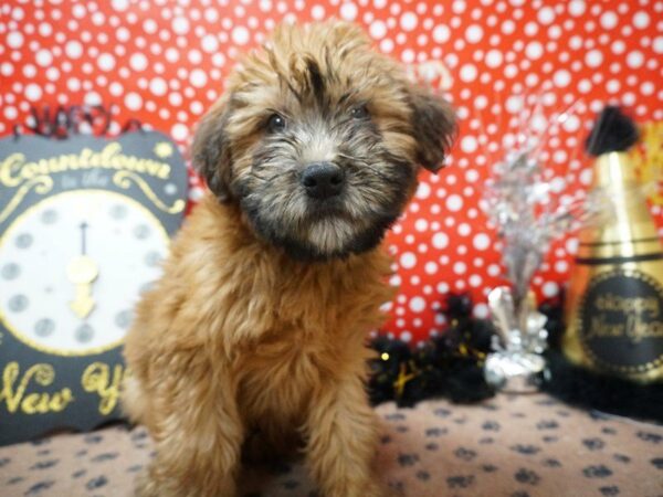 Soft Coated Wheaten Terrier DOG Male WHEATEN 20783 Petland Racine, Wisconsin