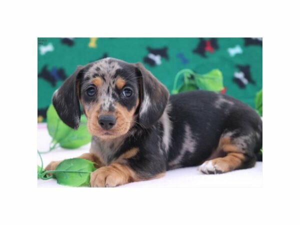 Dachshund DOG Female bl mrl 20796 Petland Racine, Wisconsin