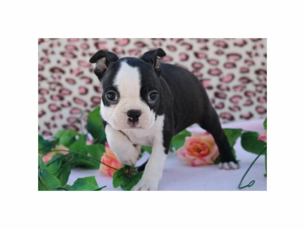 Boston Terrier DOG Female blk & wh 20797 Petland Racine, Wisconsin