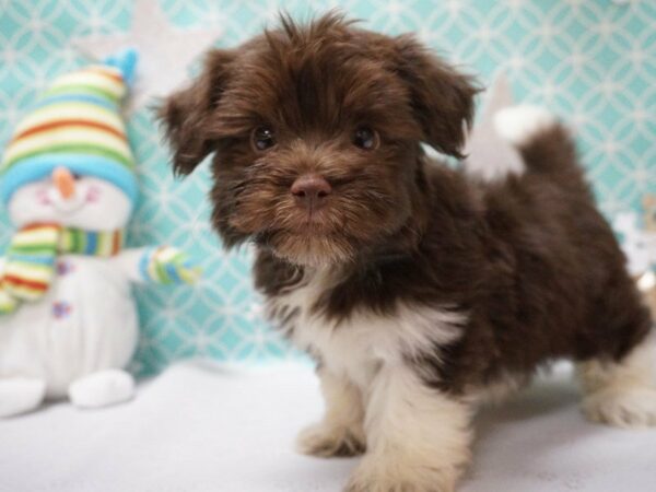 Havanese DOG Male CHOC/WHITE 20810 Petland Racine, Wisconsin