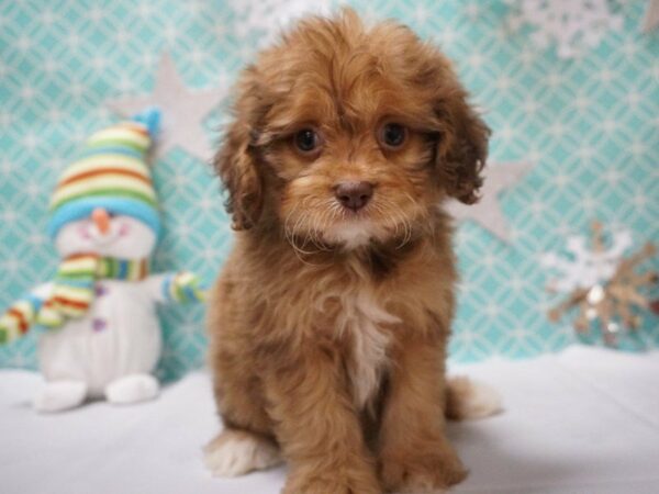 Lhasa Apso/Cocker Spaniel DOG Female SABLE 20809 Petland Racine, Wisconsin