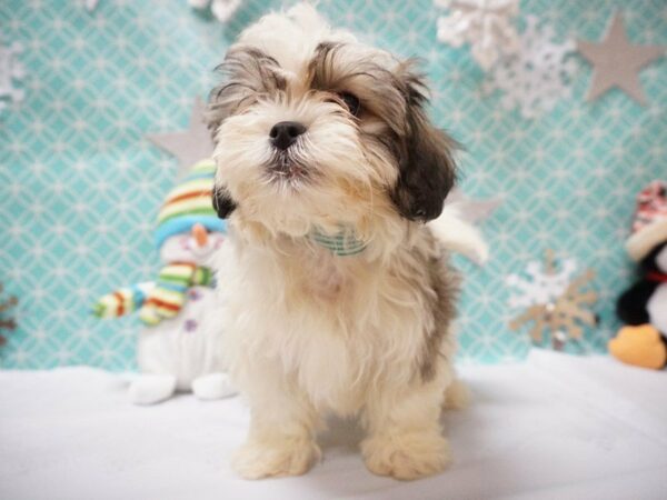 Teddy Bear DOG Male SABLE/WHITE 20811 Petland Racine, Wisconsin