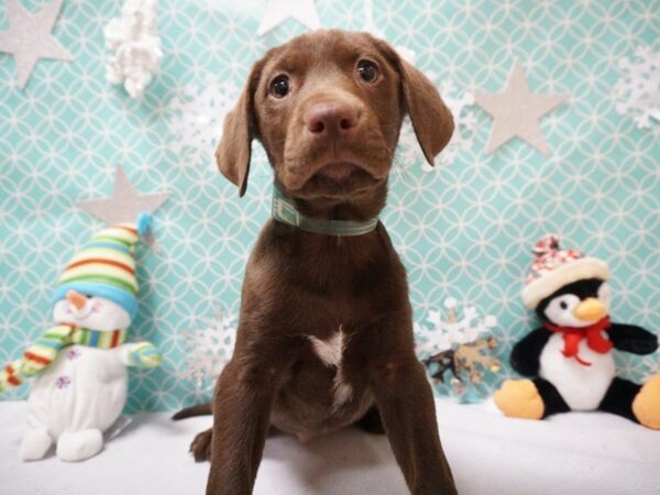 German Shorthair Pointer / Labrador Retriever DOG Male CHOC 20808 Petland Racine, Wisconsin