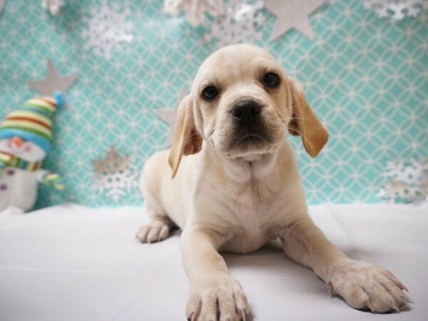 Puggle DOG Male Blonde 20801 Petland Racine, Wisconsin