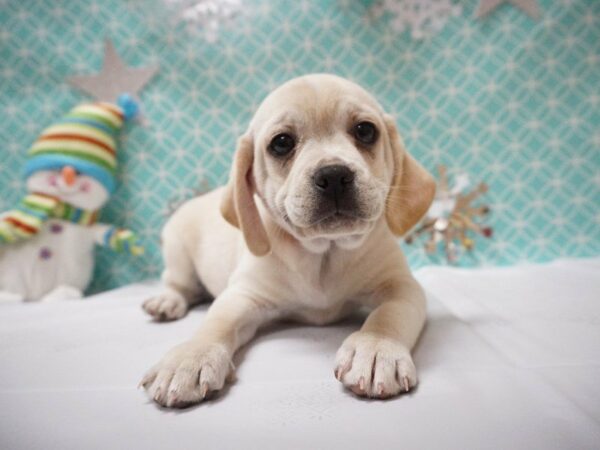 Puggle DOG Female BLONDE 20802 Petland Racine, Wisconsin