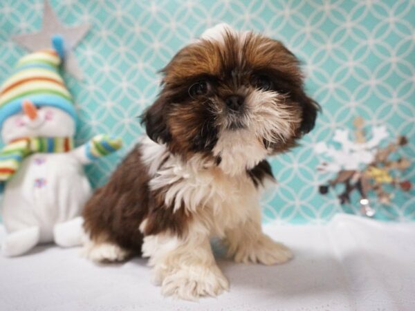 Shih Tzu DOG Female Liver 20795 Petland Racine, Wisconsin