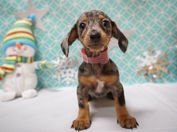 Dachshund DOG Male SHORT HAIR DAPPLE 20799 Petland Racine, Wisconsin