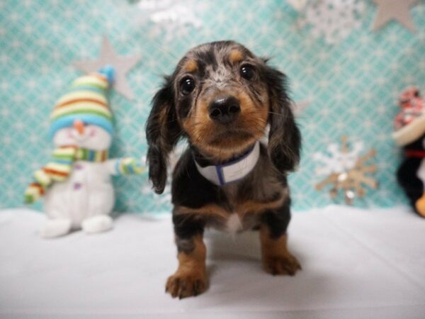 Dachshund DOG Male LONG HAIR DAPPLE 20798 Petland Racine, Wisconsin