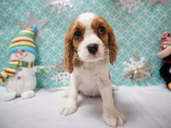 Cavalier King Charles Spaniel DOG Female BHEIM 20806 Petland Racine, Wisconsin