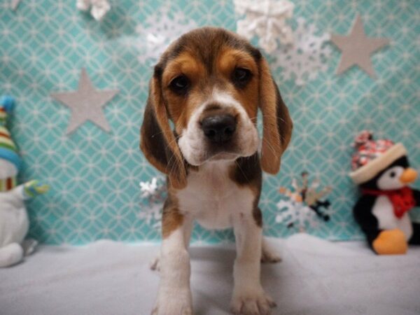 Beagle DOG Male TRI 20803 Petland Racine, Wisconsin