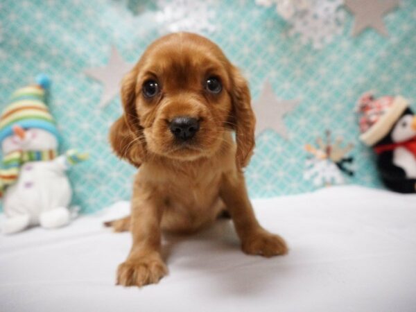 Cavalier King Charles Spaniel DOG Female RBY 20805 Petland Racine, Wisconsin