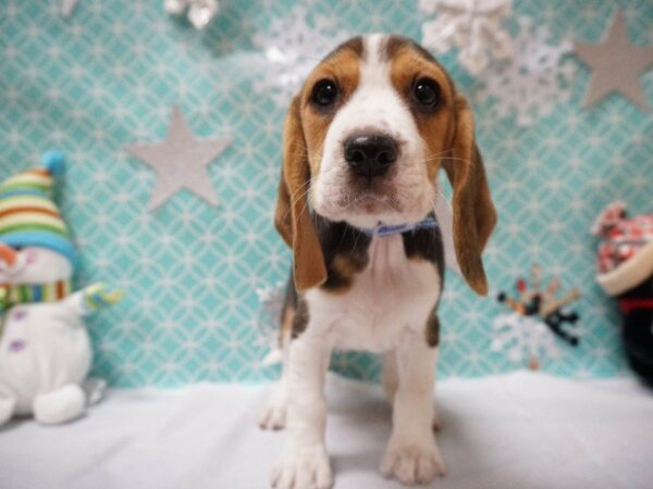 Beagle DOG Female TRI 20804 Petland Racine, Wisconsin