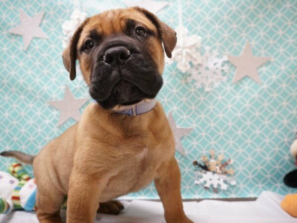 Bullmastiff DOG Male Red Fawn 20794 Petland Racine, Wisconsin