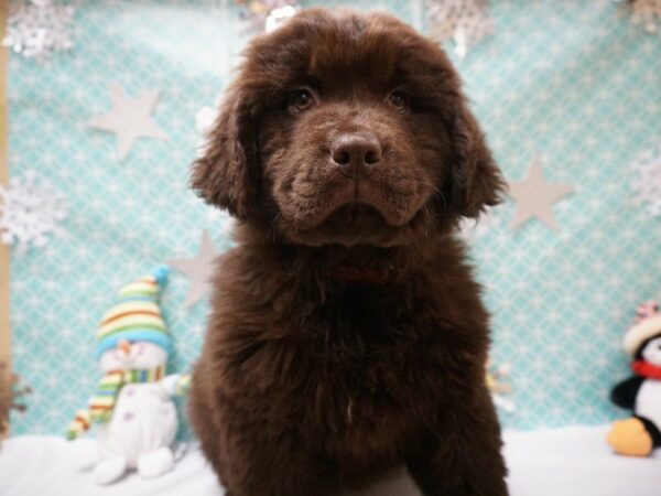 Newfoundland DOG Female CHOC 20800 Petland Racine, Wisconsin