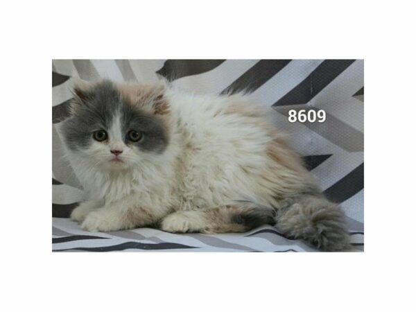 Persian CAT Female White / Cream 20817 Petland Racine, Wisconsin