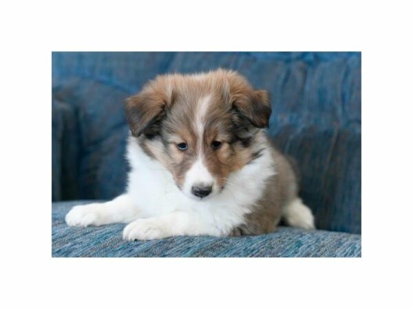 Shetland Sheepdog DOG Male Sable / White 20818 Petland Racine, Wisconsin