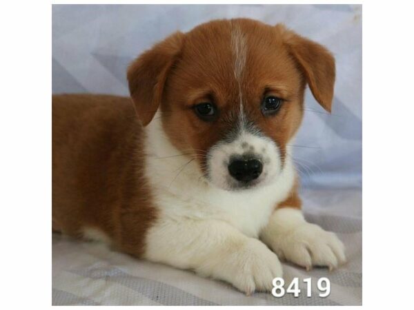 Pembroke Welsh Corgi DOG Male Red / White 20814 Petland Racine, Wisconsin