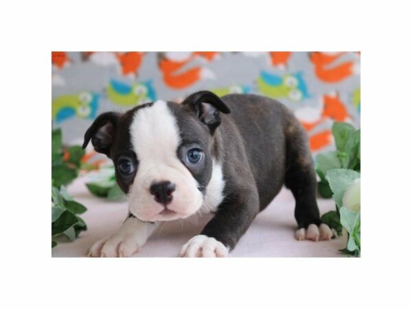 Boston Terrier DOG Male Black Brindle / White 20820 Petland Racine, Wisconsin