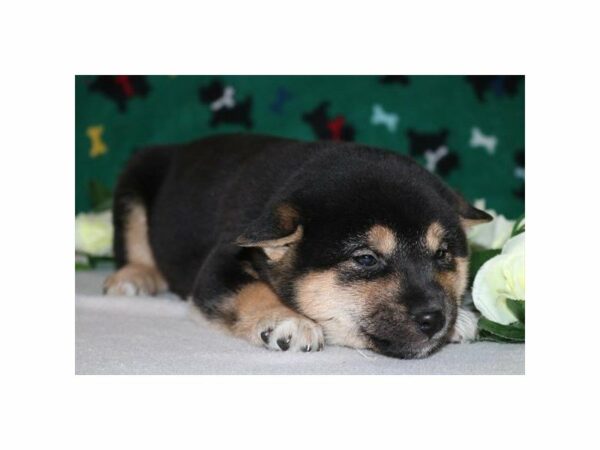 Shiba Inu DOG Male Black / Tan 20821 Petland Racine, Wisconsin