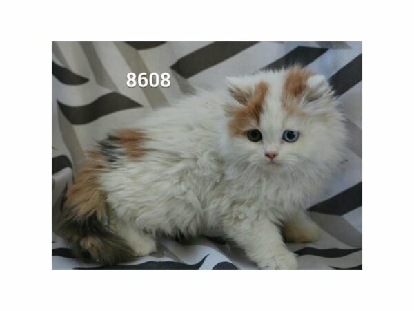 Persian CAT Female White / Cream 20816 Petland Racine, Wisconsin