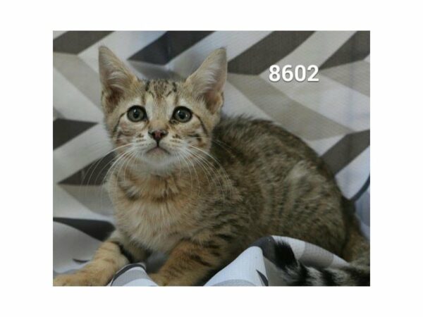 Bengal-CAT-Male-Black / Brown-20815-Petland Racine, Wisconsin