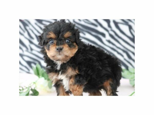 Poodle/Toy Australian Shepherd DOG Male White Black / Tan 20828 Petland Racine, Wisconsin