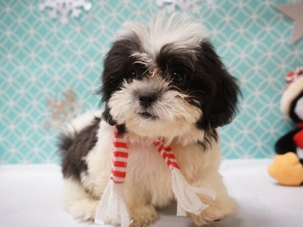 Teddy Bear-DOG-Male-BLK/WH-20836-Petland Racine, Wisconsin