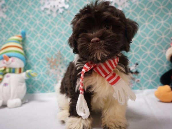 Havanese DOG Male CHOC/WH 20835 Petland Racine, Wisconsin