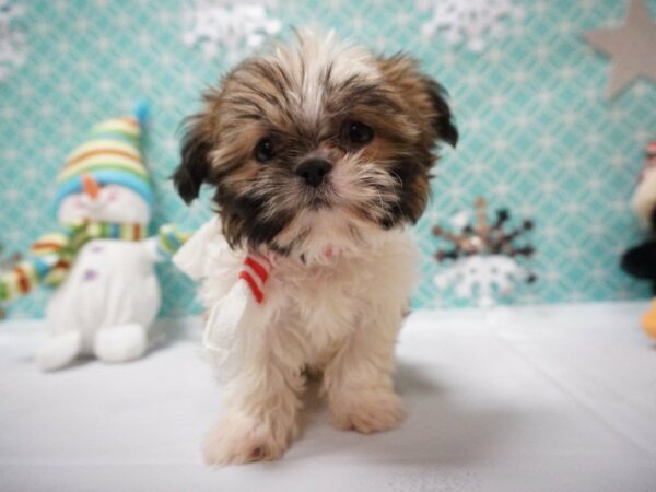 Shih Tzu DOG Female Red / White 20819 Petland Racine, Wisconsin