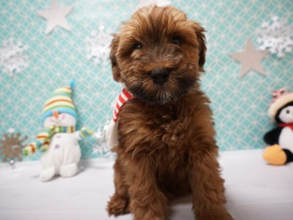 Mini Whoodle DOG Male Brown 20813 Petland Racine, Wisconsin