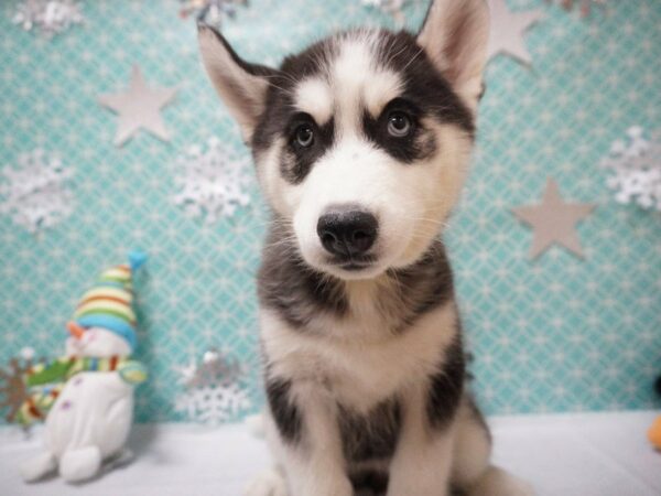 Siberian Husky DOG Female Black / White 20825 Petland Racine, Wisconsin