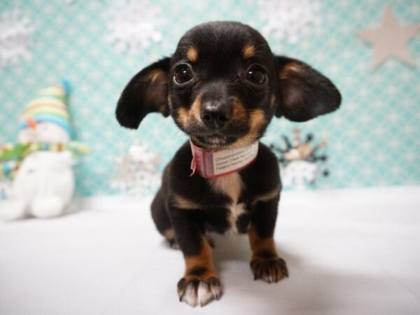 Chiweenie-DOG-Male-BLK/TAN-20829-Petland Racine, Wisconsin