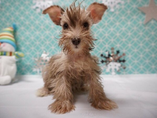 Miniature Schnauzer DOG Female LIV/MERL 20830 Petland Racine, Wisconsin