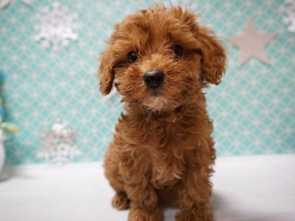 Cockapoo DOG Male RED 20834 Petland Racine, Wisconsin