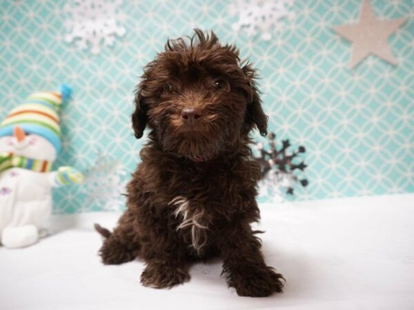 Poovanese-DOG-Female-CHOC-20832-Petland Racine, Wisconsin