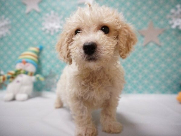 Cockapoo DOG Male WH W/ RED 20833 Petland Racine, Wisconsin