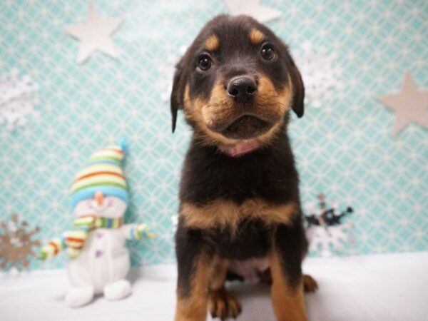 Rottweiler DOG Male BLK/RST 20831 Petland Racine, Wisconsin