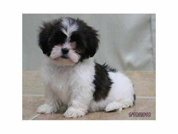 Lhasa Apso DOG Male Grizzle / White 20850 Petland Racine, Wisconsin