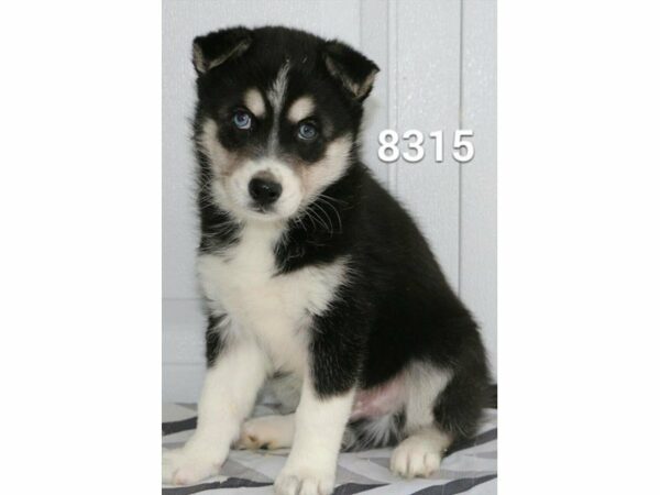 Huskimo DOG Male Black / White 20853 Petland Racine, Wisconsin