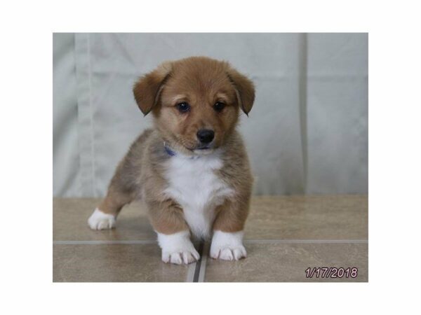 Pembroke Welsh Corgi DOG Male Red / White 20840 Petland Racine, Wisconsin