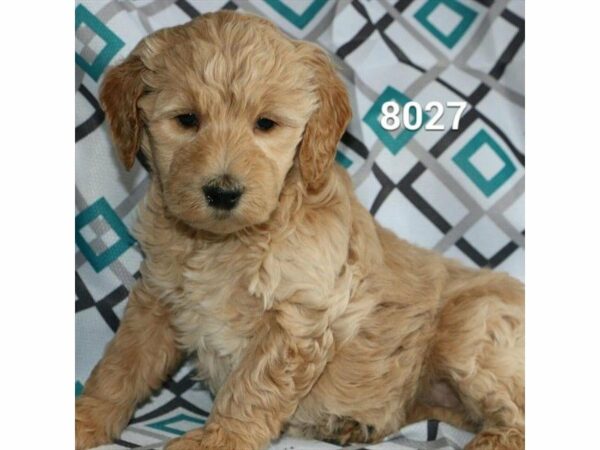 Goldendoodle 2nd Gen DOG Female Cream 20852 Petland Racine, Wisconsin