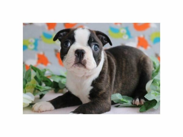 Boston Terrier DOG Female Black Brindle / White 20842 Petland Racine, Wisconsin