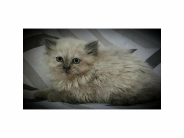 Persian CAT Female Lilac Point 20841 Petland Racine, Wisconsin