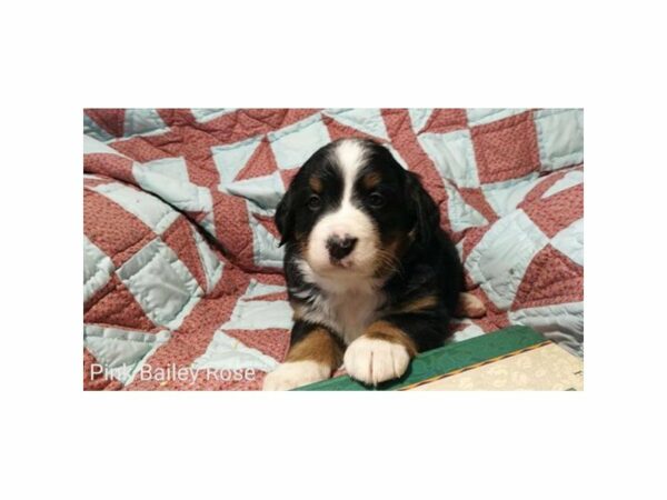 Bernese Mountain Dog-DOG-Female-Tri-Colored-20845-Petland Racine, Wisconsin