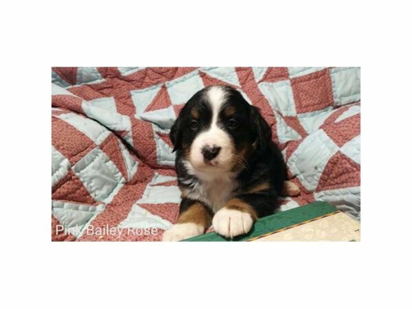 Bernese Mountain Dog DOG Female Tri-Colored 20845 Petland Racine, Wisconsin