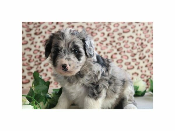 Aussie Poo-DOG-Female-Blue Merle-20851-Petland Racine, Wisconsin